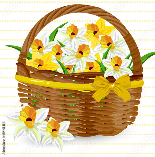 Narcissus flowers in a basket Vector. Floral bouquet decors