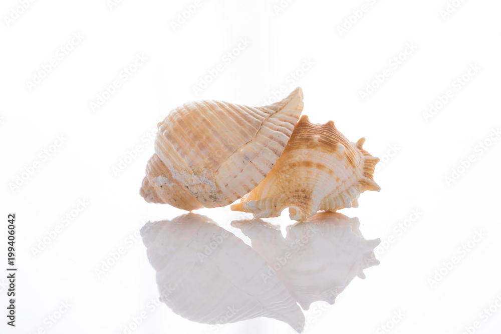 set of various mollusk shells isolated on white background set of various mollusk shells isolated on white background