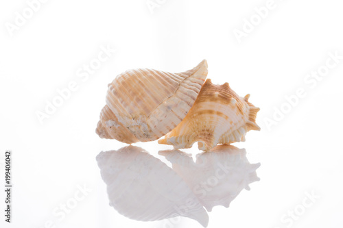 set of various mollusk shells isolated on white background
