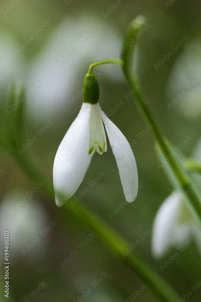 little snowdrops on spring morning, detail little snowdrops on spring morning, detail