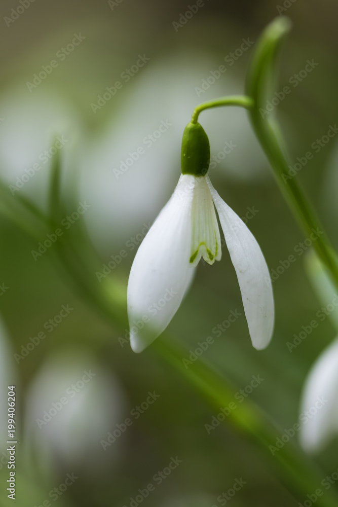 little snowdrops on spring morning, detail little snowdrops on spring morning, detail