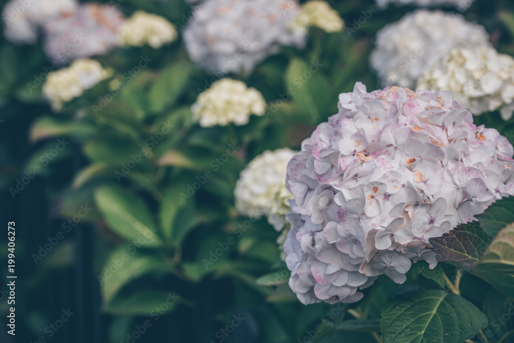 Pink hydrangea flowers bush in autumn