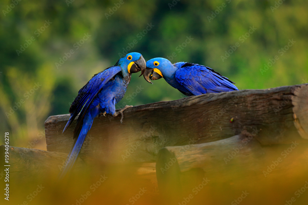 Obraz premium Two Hyacinth Macaw, Anodorhynchus hyacinthinus, blue parrot. Portrait big blue parrot, Pantanal, Brazil, South America. Beautiful rare bird in the nature habitat. Wildlife Brazil, macaw wild nature.
