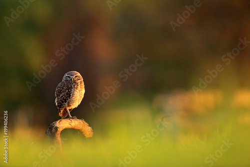 Burrowing Owl, Athene cunicularia, night bird with beautiful evening sun light, animal in the nature habitat, Mato Grosso, Pantanal, Brazil. Wildlife scene from nature. Sunset with cute owl bird.