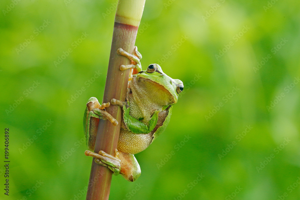 Fototapeta premium Wild frog on meadow near the river, habitat. European tree frog, Hyla arborea, sitting on grass straw with clear green background. Nice green amphibian in nature habitat.