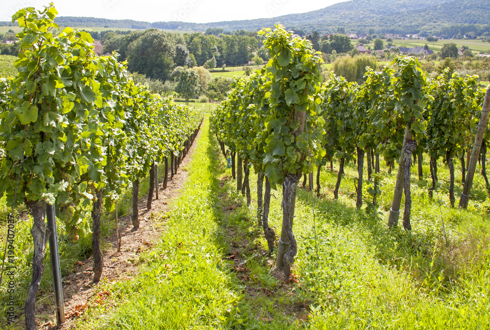 Cleebourg. Vignoble alsacien, Bas Rhin, Alsace. Grand Est
