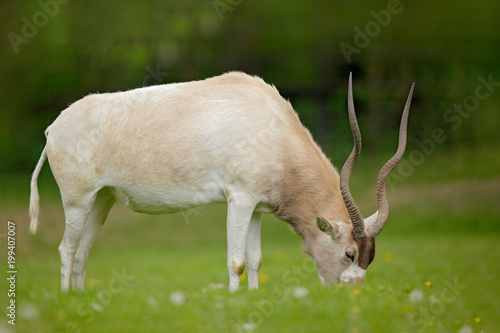 Addax  Addax nasomaculatus  white antelope  rainy season in Namibia. Big animal with horn  feeding green grass  forest background.