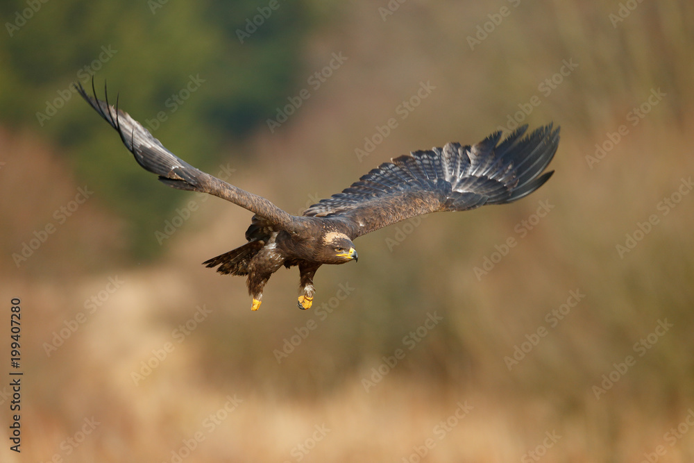 Naklejka premium Flying dark brawn bird of prey Steppe Eagle, Aquila nipalensis, with large wingspan. Wildlife scene from nature. Action fly scene with eagle. Wildlife Europe. Tree meadow in background.