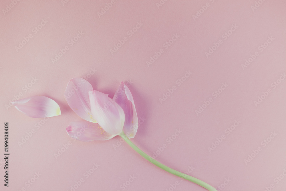 Pink tulip with petals on pink background Flat lay