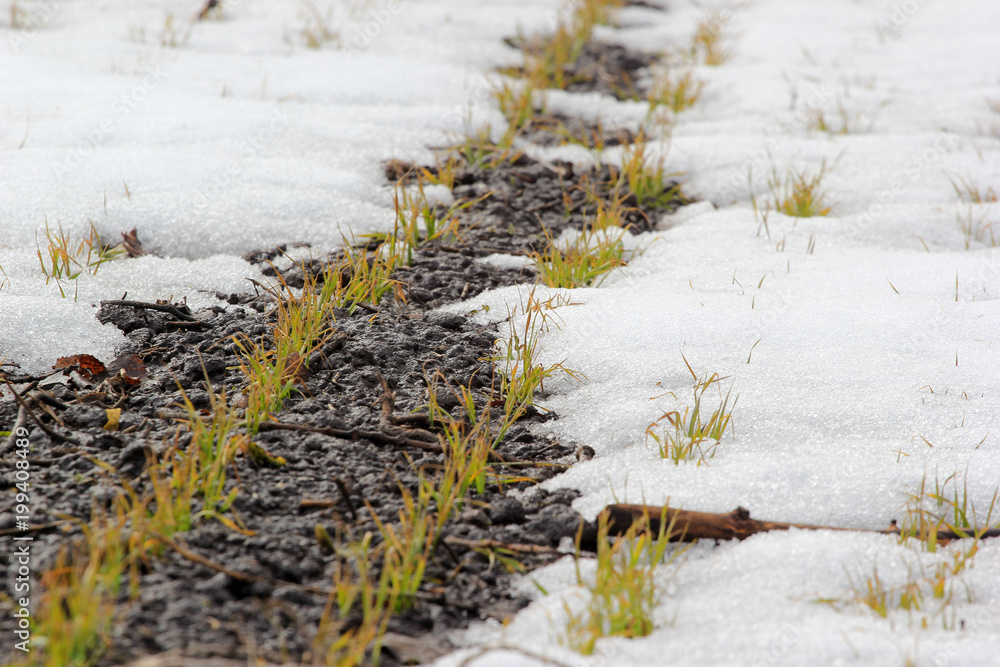 Fresh sprouts of wheat appear from under the snow Fresh sprouts of wheat appear from under the snow