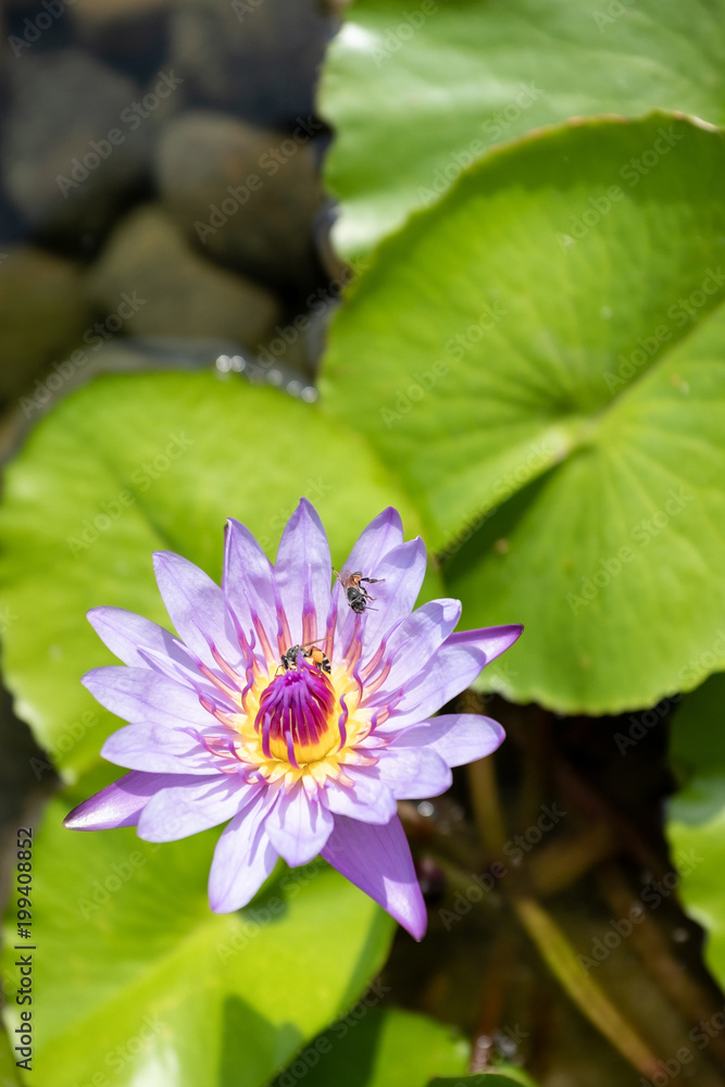 blooming water lily or lotus with bee on pollen, flower in morning sunlight blooming water lily or lotus with bee on pollen, flower in morning sunlight