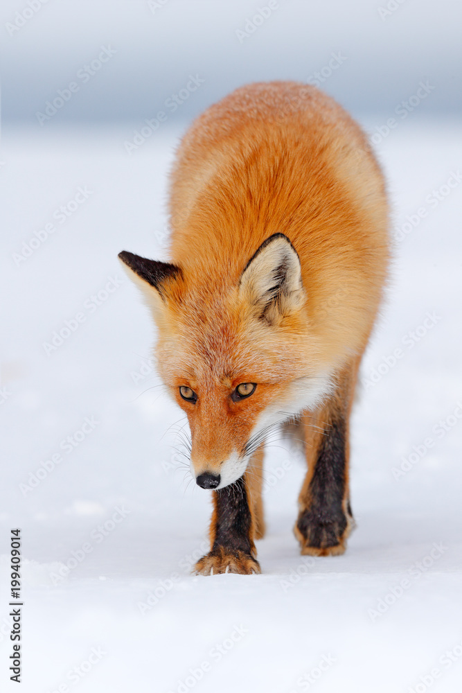 Fototapeta premium Beautiful orange coat animal nature. Wildlife Europe. Detail close-up portrait of nice fox. Red fox in white snow. Cold winter with orange fur fox. Hunting animal in the snowy meadow, Japan.