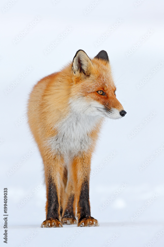 Cold winter with orange fur fox. Red fox in white snow. Hunting animal in the snowy meadow, Russia. Beautiful orange coat animal nature. Wildlife Europe. Detail close-up portrait of nice fox.