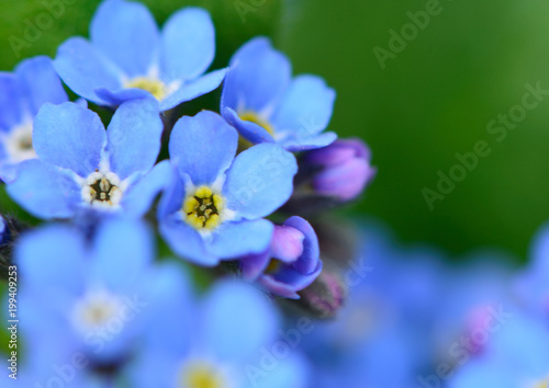 ワスレナグサの青くて可愛い花が咲く © askaflight