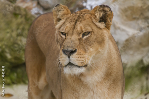 Close-up photo portrait of an alert Barbary lioness