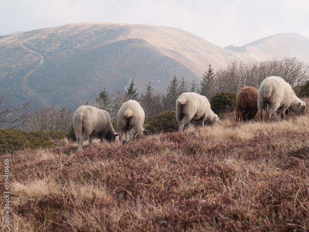 flock of sheep grazing on the autumn mountain meadows flock of sheep grazing on the autumn mountain meadows