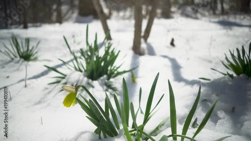 Wallpaper Mural Fast slider to the right of daffodil flower in the snow on a sunny day. Torontodigital.ca