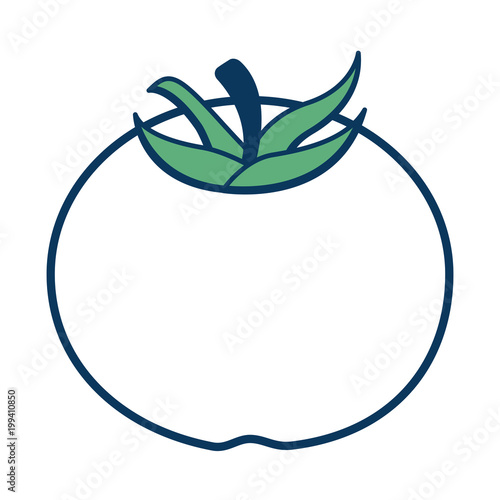 tomato harvest ripe raw organic vector illustration green and blue