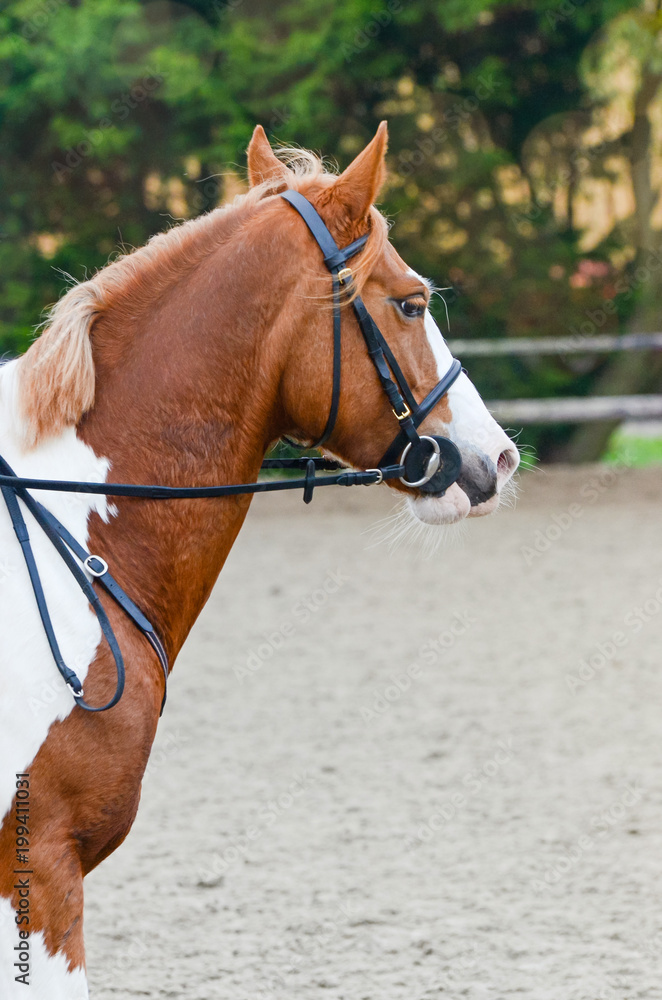 Fototapeta premium jument en gros plan