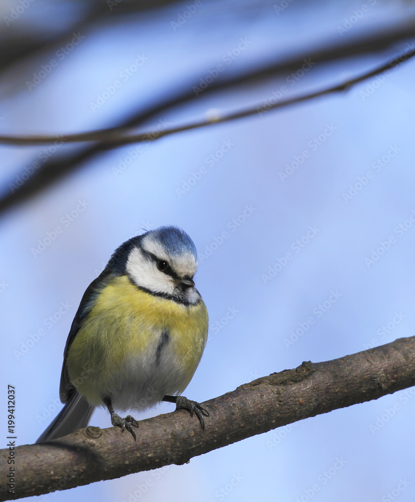 Obraz premium Blue tit, Parus caeruleus, resting on a branch in Finland.