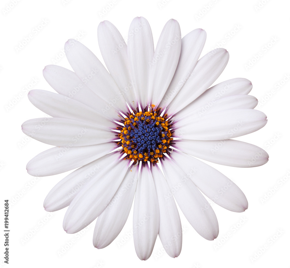 Lovely white Daisy (Marguerite, Bornholmmargerite) isolated on white background, including clipping path.