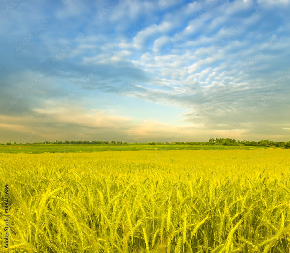 Wheat field against a blue sky