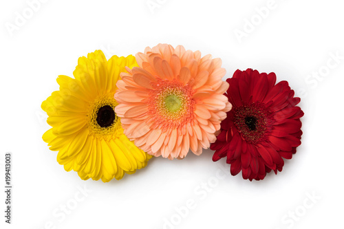 gerbera flower heads isolated on white background