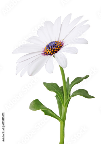 Fototapeta Naklejka Na Ścianę i Meble -  Wonderful white Daisy (Marguerite, Bornholmmargerite) isolated on white background