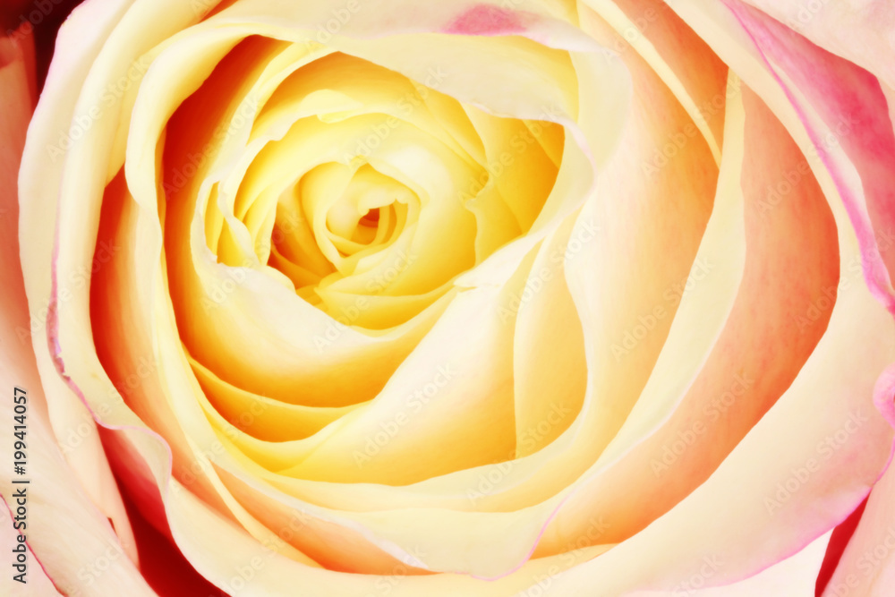 Closeup of a colorful rose (Rosaceae). Closeup of a colorful rose (Rosaceae).