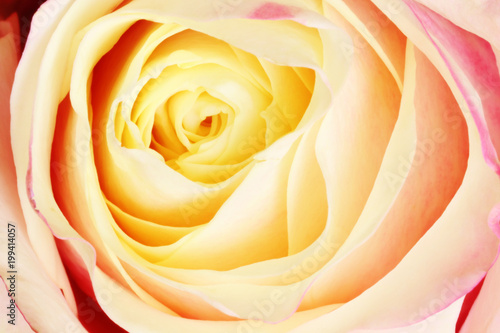 Closeup of a colorful rose  Rosaceae .