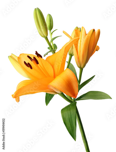 Beautiful orange Lilies (Lilium, Liliaceae) with buds isolated on white background. 