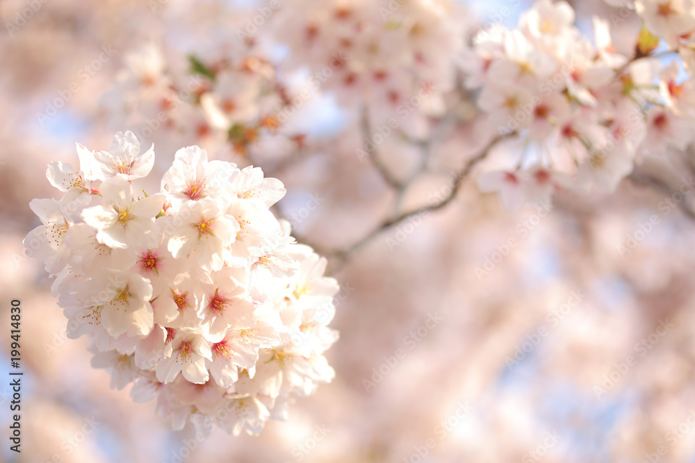 桜 花 春 満開 背景