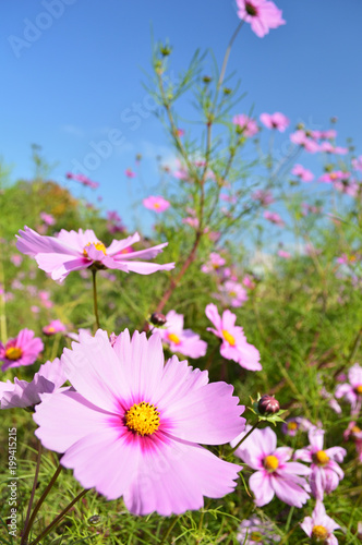 A sunny day in the autumn, pink cosmos flowers in the background of the sky