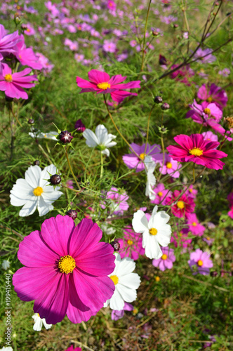 A sunny day in autumn  a reddish purple cosmos flower in the main