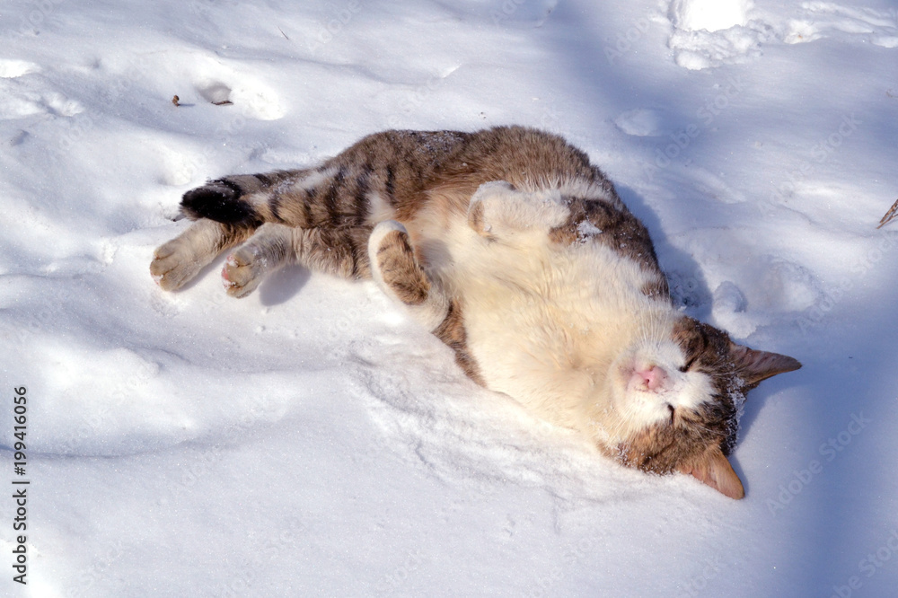 Obraz premium Cat in snow.