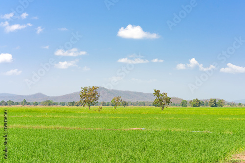 Rice paddy field in rural area