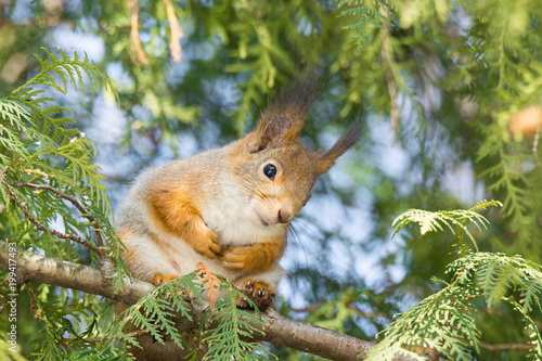 red squirrel on a tree