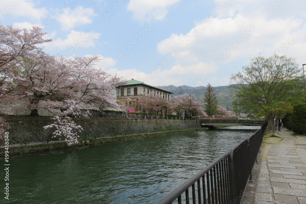 川と桜のある風景