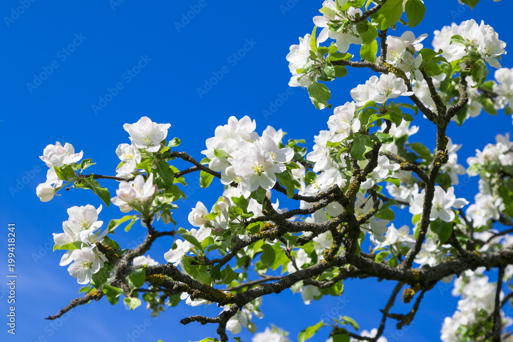Blooming apple trees in the spring garden Blooming apple trees in the spring garden
