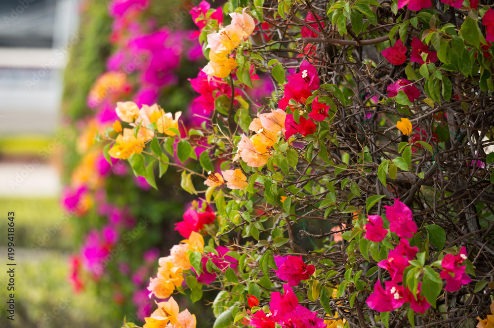 full color of Bougainvillea blossom