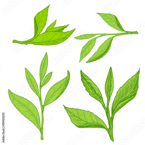 Set of green tea leaves isolated on white background.