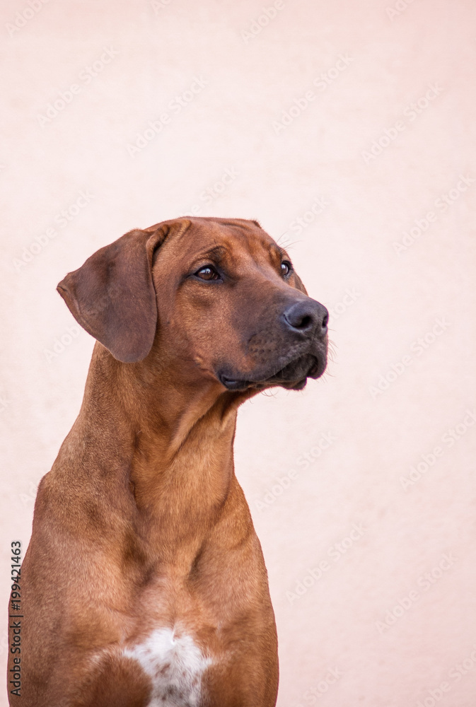 Rhodesian ridgeback dog posing in the city.