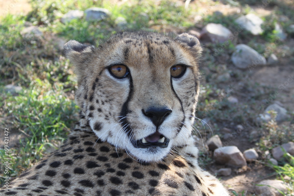Close up of a Cheetah wild cat's striking brown eyes and black nose Close up of a Cheetah wild cat's striking brown eyes and black nose