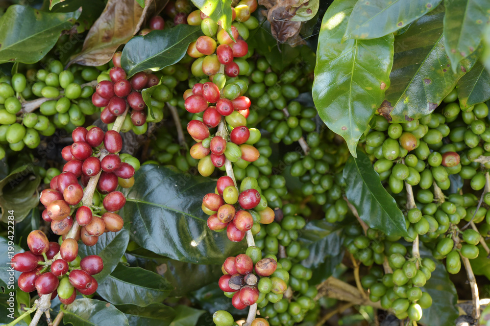 Coffee beans ripening on a tree. Coffee beans ripening on a tree.