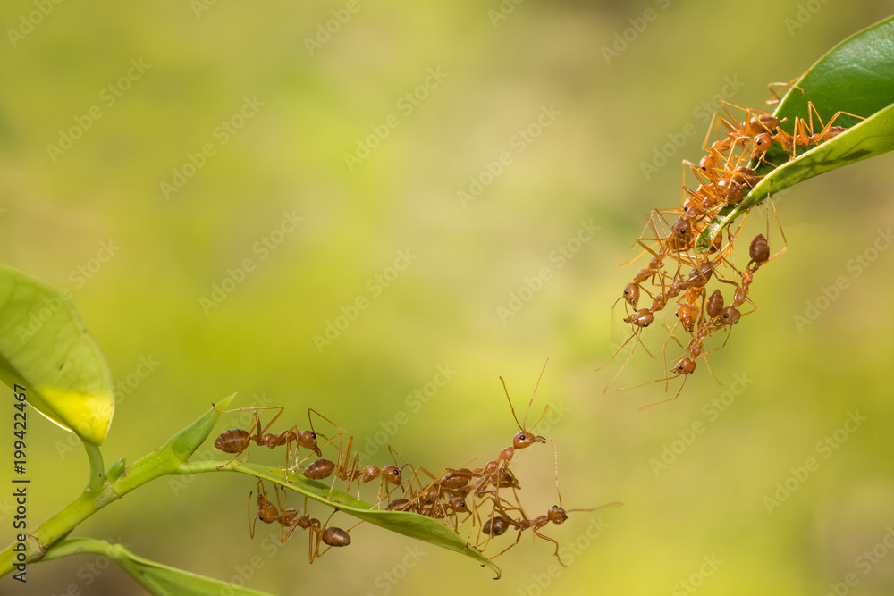 Ant action standing.Ant bridge unity team,Concept team work together Ant action standing.Ant bridge unity team,Concept team work together