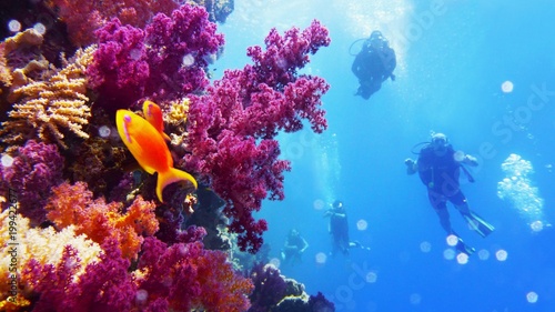 Fotografie Beautiful colorful coral reef and divers on the background