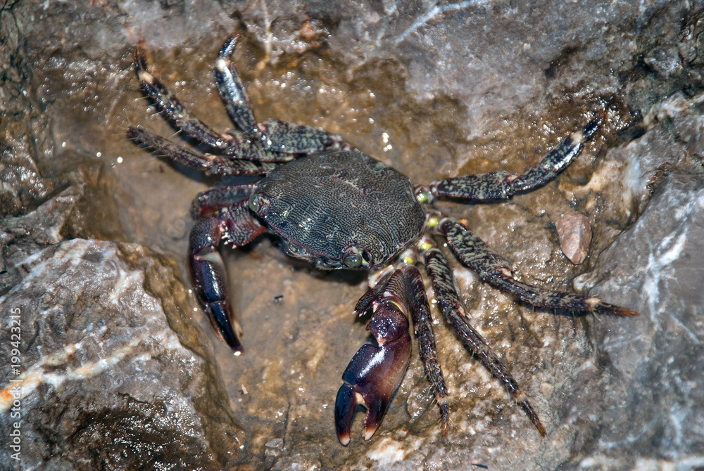 The alive sea crab crawling on the rock.