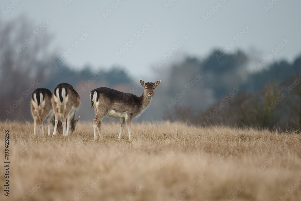 Fototapeta premium Fallow deer during mating season