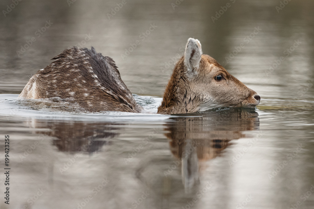 Fallow deer during mating season
Fallow deer during mating season
