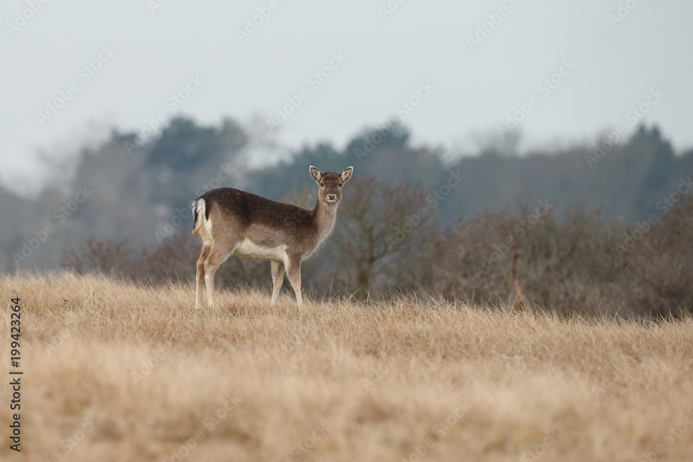 Fototapeta premium Fallow deer during mating season 